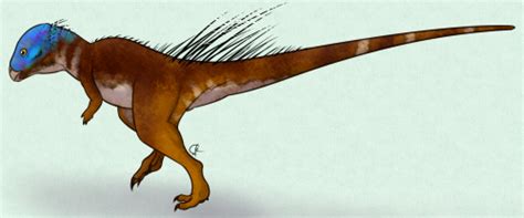 A Dinosaur A Day · Micropachycephalosaurus hongtuyanensis