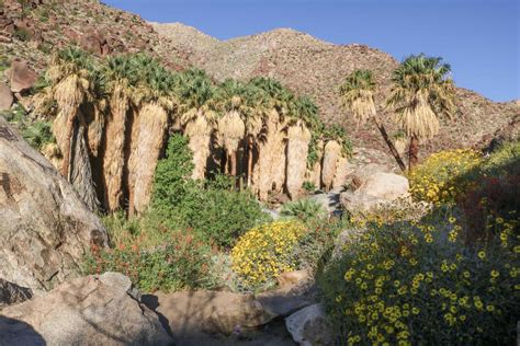 Anza-Borrego Desert Visitor's Guide - Attractions, Campgrounds, & Hikes