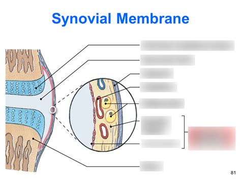 Synovial Membrane Diagram | Quizlet