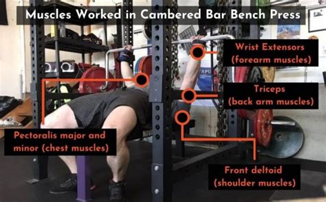 Cambered Bar Bench Press: Benefits, How-To, Technique ...