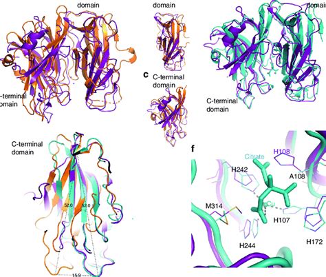 Structural comparison of dopamine β-hydroxylase (DBH) structure with ...