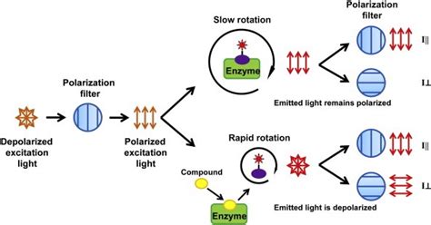 Fluorescence Polarization - Profacgen