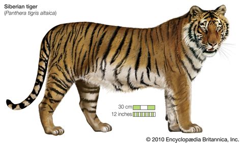 Tiger - Conservation, Habitat, Endangered | Britannica