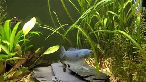 Gourami breeding behavior - YouTube