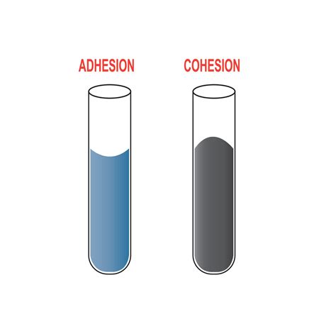 Cohesive forces are attractive forces between similar molecules ...