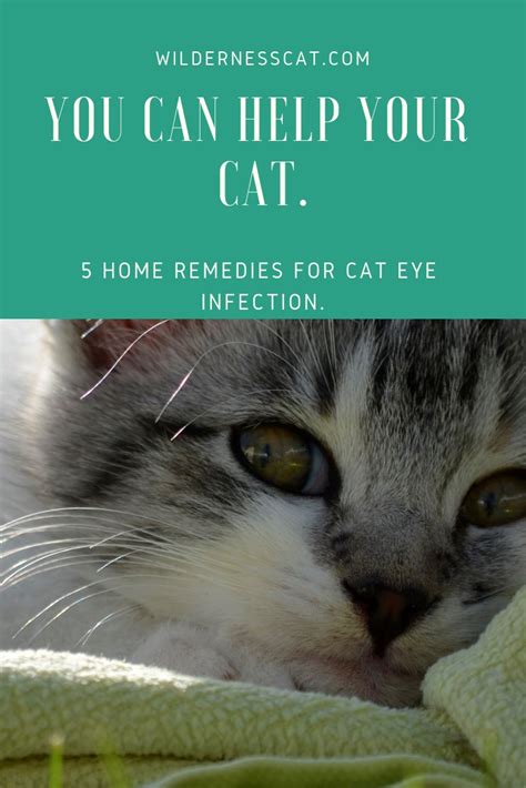 Home Remedies for Cat Eye Infection - Wildernesscat