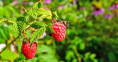 2 Live Cascade Delight Potted Red Raspberry Plants Outdoor & Gardening ...