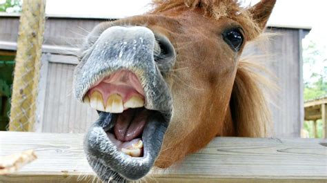 What Your Horse’s Teeth Are Telling You – Horse FactBook