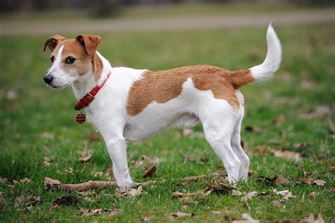 How To Look After A Jack Russell Terrier - Shopfear0