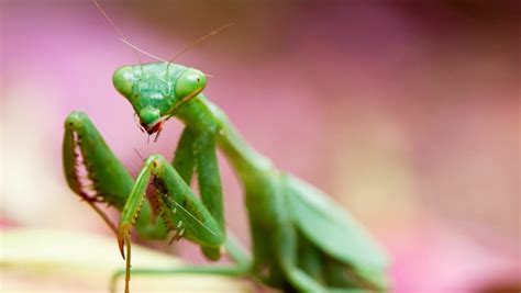 How to Breed Your Dragon Mantis X: A Step-by-Step Manual - Electron ...