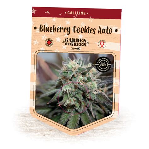 Buy Blueberry Cookies Autoflowering Seeds at the best price!