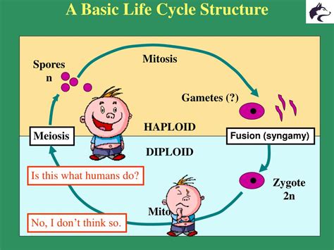 PPT - Protists (Protistans) and Life cycles PowerPoint Presentation ...