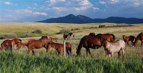 Bozeman horse ranches Archives - Taunya Fagan