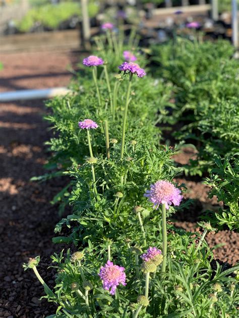 Scabiosa c. ‘Butterfly Blue’; Butterfly Blue Pincushion Flower – Feeney ...