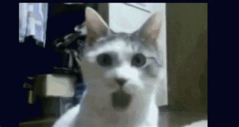 Surprised Cat Meme Gif