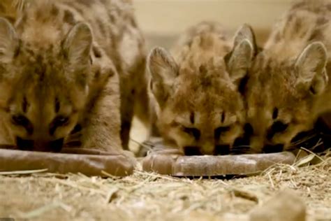 Orphaned mountain lion cubs settling in at San Diego zoo after daring ...