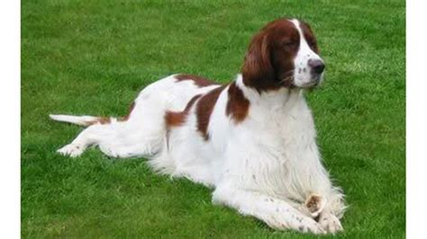 The Irish Red and White Setter: A Very Noble Breed - BBC News