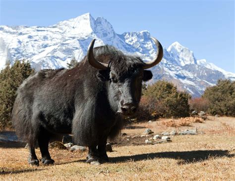 Yak | Wild Ox of Asia, Himalayas & Tibet | Britannica