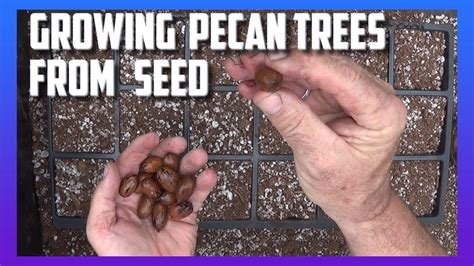 Growing Pecan Trees from Seed - YouTube Texas Pecans, Pecan Tree, Pecan ...