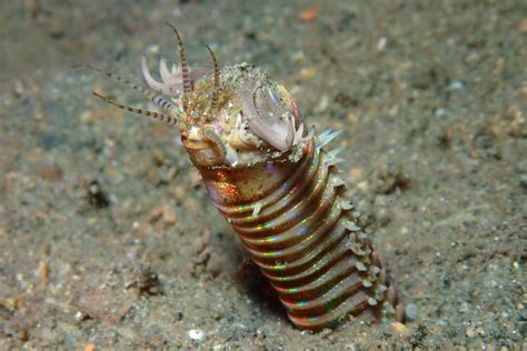 Eunice aphroditois | Bobbit Worm – The Three P | Underwater Macro ...