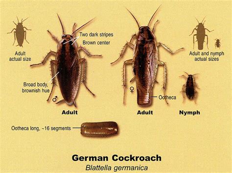 German Cockroach - J & L Pest Control