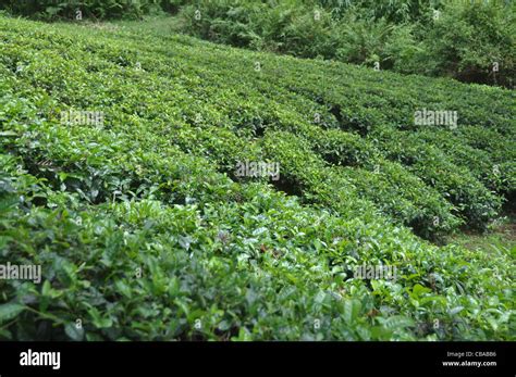 Tea cultivation in India Stock Photo - Alamy