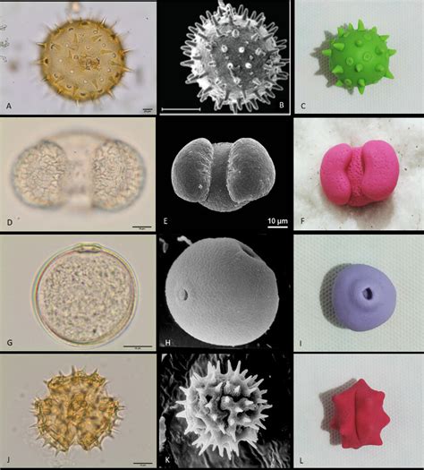 Pollen grains under light microscopy (A, D, G, J); Pollen grains in ...