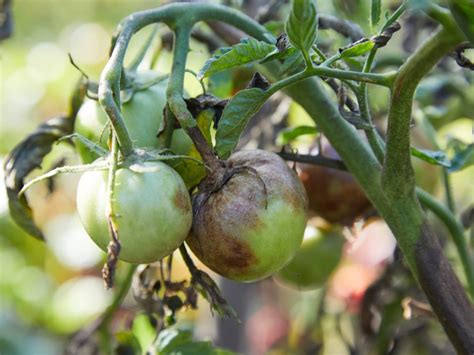 Late Blight Tomato Disease - Late Blight Symptoms And Treatment