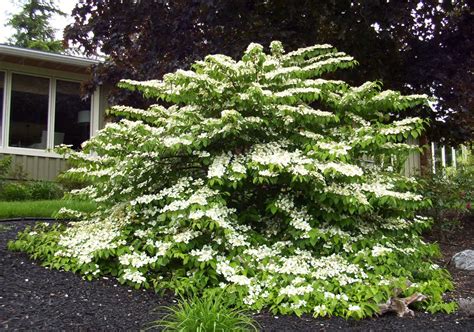 KHS: Plant Library: Viburnum plicatum 'Mariesii' - Japanese Snowball Bush