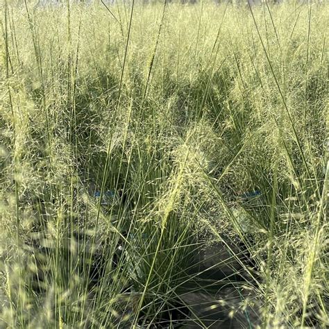 Muhly Grass Muhlenbergia capillaris 'White Cloud' from Saunders ...