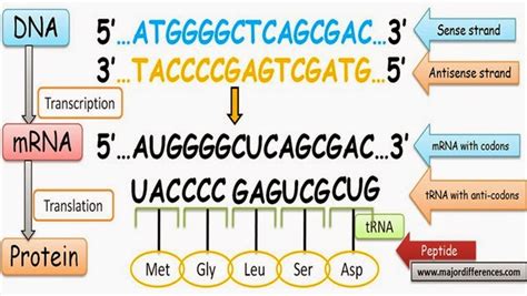 Difference between Sense and Antisense strands of DNA