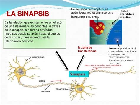 Que Es La Sinapsis