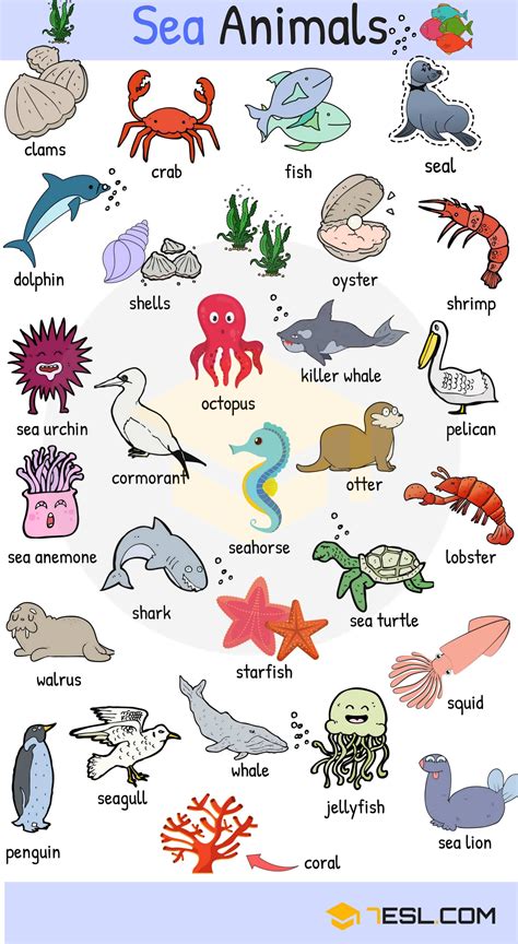 Seashore Animals Name