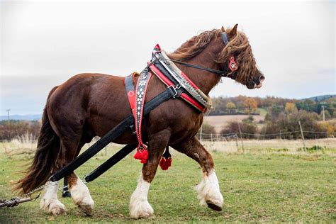 5 Of The Biggest Horse Breeds In The World