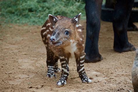 Tiny Tapir Born at the Zoo - The Houston Zoo