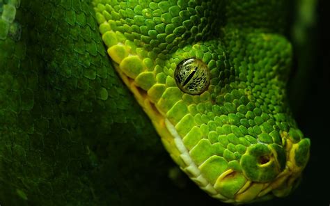 Green snake, animals, nature, wildlife, snake HD wallpaper | Wallpaper ...