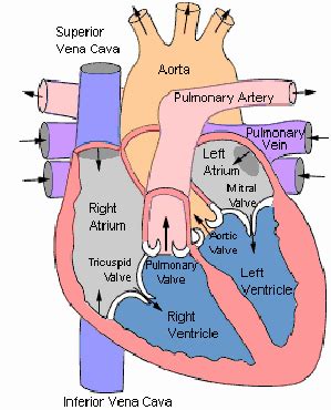 How Does Blood Flow Through The Heart Diagram - Photos Idea