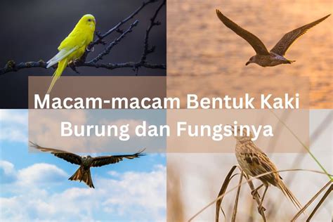 Macam-macam Bentuk Kaki Burung dan Fungsinya