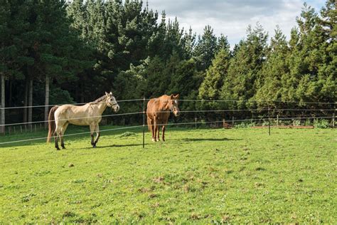 Electric Fence for Horses: The Ultimate Safety Solution - Exploring the ...