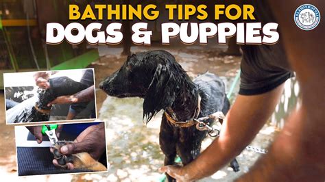 Bathing Tips for Dogs & Puppies | How to Bathe Dogs at Home? | Alangu ...