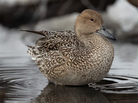 Pintail Ducks - Mark Eccleston Photography