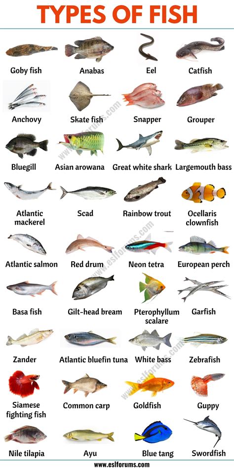 Types of Fish: List of 35+ Types of Fish from All Around the World