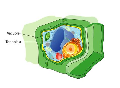 Vacuole: Fluid-filled Organelle | Plant cell, Endomembrane system ...