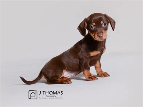 Chiweenie Puppy Chocolate and Tan ID:19126 Located at Petland Topeka ...