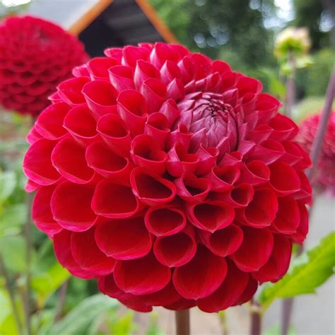 Dahlia 'Cornel', Dahlia 'Cornel' (Ball) in GardenTags plant encyclopedia