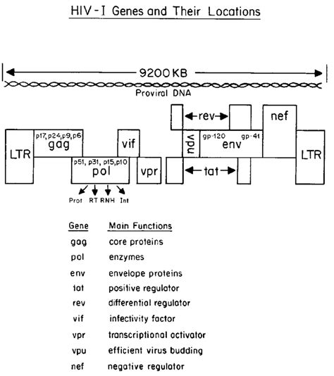 Genetic map of HIV-1. Nine genes comprise the HIV-1 genome. In the ...