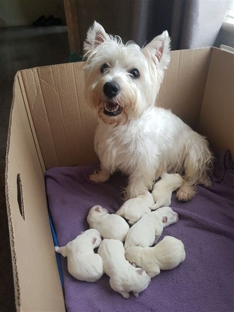 Westie Terrier Puppies | in Patchway, Bristol | Gumtree