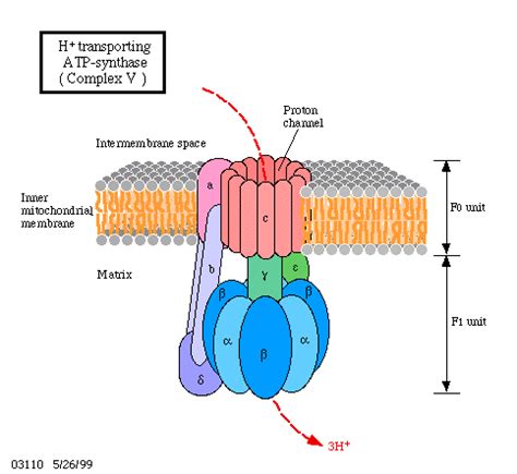 biochemistry - Is ATP Synthase a channel or an enzymatic protein ...