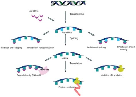 Mechanism of action of antisense oligonucleotides. As-ODN enters the ...