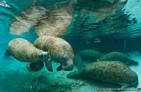 Species Spotlight Florida Manatee